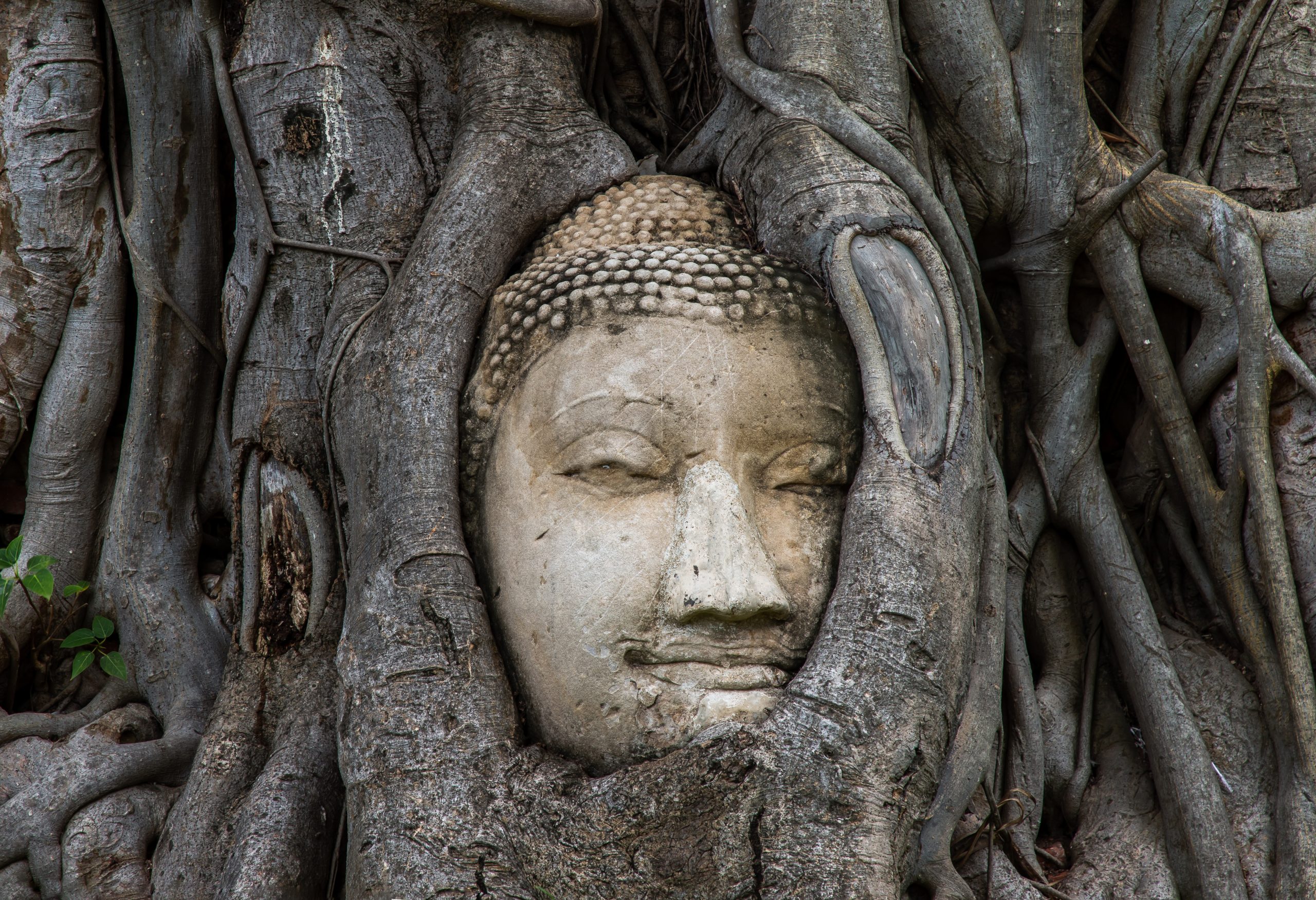 Ancient,Buddha,Head,Embedded,In,A,Banyan,Tree,Unseen,At