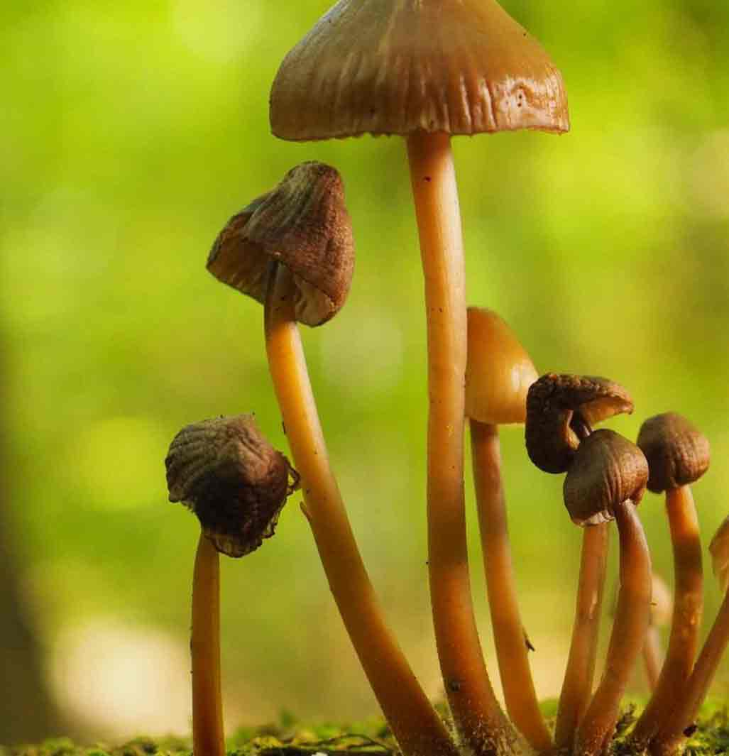 mushroomspicforhollysteaming
